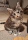 Main coon