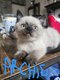 Chatons British Shorthair