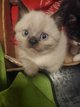 Chatons British Shorthair