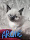 Chatons British Shorthair