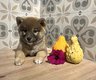 Shihba inu