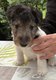 Fox terriers a poils durs