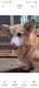 Mâle corgi de 4 ans