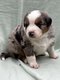 Chiots berger australien