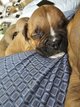 Chiot American staffordshire