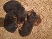 Adorables chiots Teckel nain 🐾