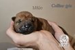Chiots Sharpei
