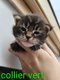 Chatons Maine Coon