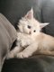 Chatons Maine Coon