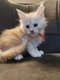 Chatons Maine Coon