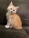 Chatons Maine Coon