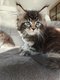 Chatons Maine Coon