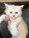 Chatons Maine Coon