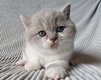 Chatons british bicolores