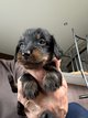 Magnifique chiot teckel poil dur