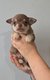 Chiots chihuahua poils courts