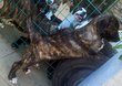 Chiots à vendre berger Australien x fila de Sao...