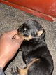 Chiot Rottweiler