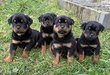 Chiot Rottweiler