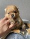 3 sublimes chiots Spitz nain Pomeranian LOF à...