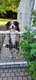 SUPERBE MALE BERGER AUSTRALIEN DISPONIBLE POUR...