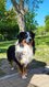 SUPERBE MALE BERGER AUSTRALIEN DISPONIBLE POUR...
