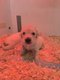 Chiots golden retriever