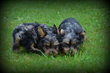 Chiots Yorkshire Terrier bleu merle