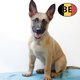 Malinois - Splendides chiots à vendre