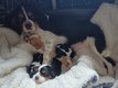 Bébés cavaliers king Charles nés et élevés...