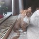 Chatons Ragdoll Lilas et Cinnamon disponibles