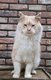 Mâle maine coon crème silver