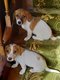 Chiots Jack Russell de la ferme du Batis