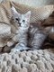 Chatons maine coon à réserver.