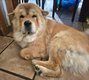 Chowchow