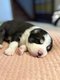 Chiot Berger australien X border collie