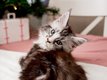 Chatons Maine Coon disponibles (pédigrée)