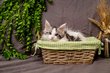 Chatons Maine Coon (pédigrée)