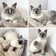 Magnifiques Ragdolls cherchent leur famille pour...