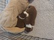 Chiots Bergers Australiens pure race élevés en...