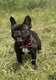 Femelle bouledogue francais