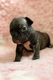 Femelle bouledogue francais