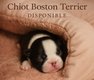 Femelle Boston terrier