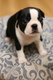 Femelle Boston terrier