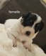 Chiots Border collie