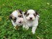 Adorables bichons havanais