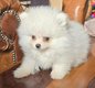 Spitz nain pomeranian miniature