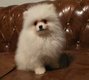 Spitz nain pomeranian miniature