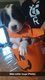 Chiots border collie