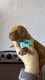 Grand caniche couleur fauve